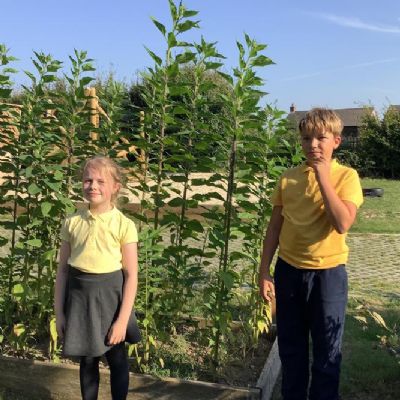 Checking what plants have grown in our allotment raised beds
