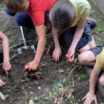 Harvesting potatoes!