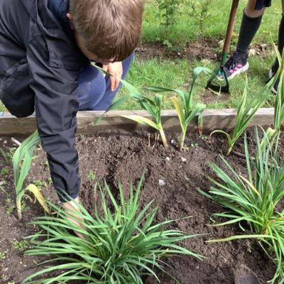 Planting, weeding and maintenance of the planters