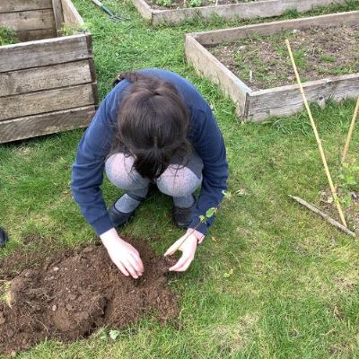 Harvesting radishes and planting lavender