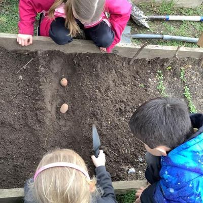 Planting seed potatoes