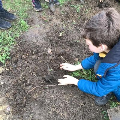 Planting comfrey roots