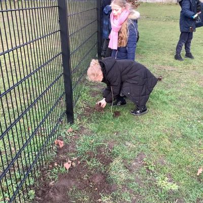 Planting tree saplings