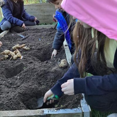 Planting Jerusalem artichokes