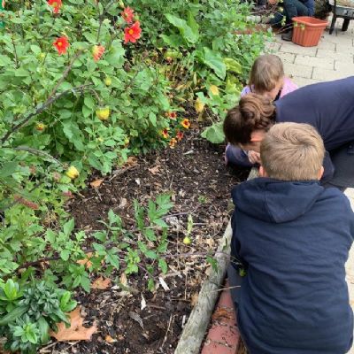 Planting bulbs