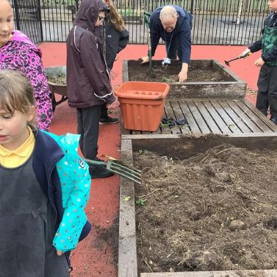 Pruning the buddleia and mint in the red playground planters