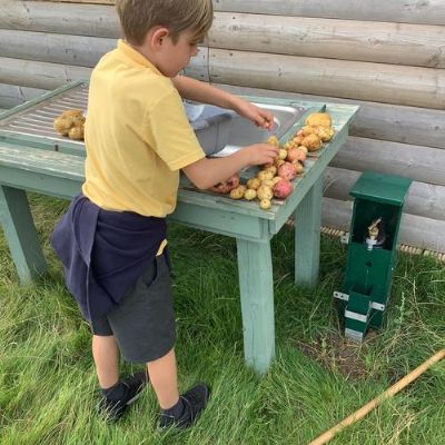 Harvesting potatoes and weeding the raised beds