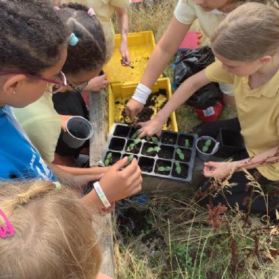 Planting up cucumbers