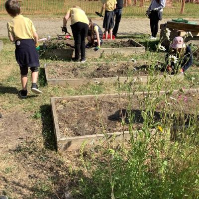 Planting potatoes