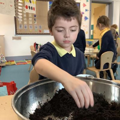 Planting sunflower seeds