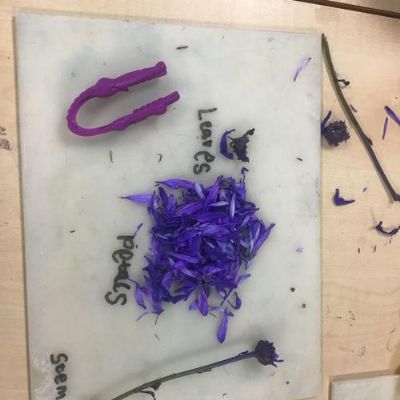 Dissecting flowers into their parts