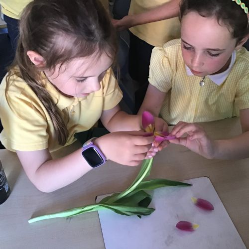 Science - Plants