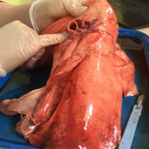 Year 6 Dissection